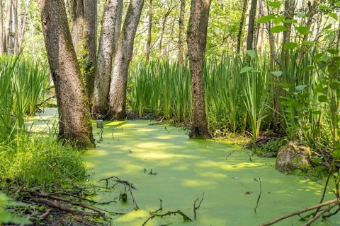 Sunny wetland scenery in Southern Germany at early summer time
