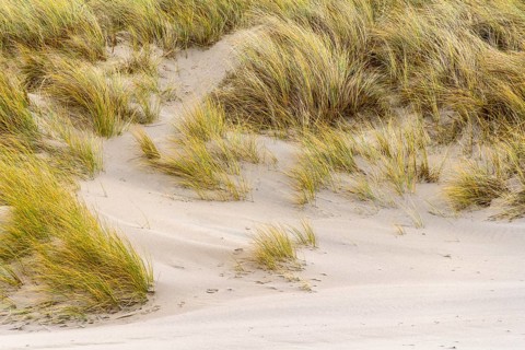 Sandy dune detail overgrown with grass in a dutch province named Zeeland