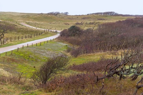 Overgrown coastal scenery with footpath at the North Sea near Domburg in Walcheren in the dutch