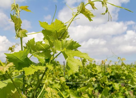 Sunny illuminated grapevine plant detail at spring time