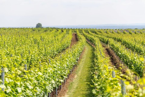 Winegrowing scenery around Loerzweiler in the Rhineland-Palatinate in Germany at spring time