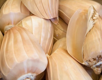 Full frame background showing some aquatic snail shells
