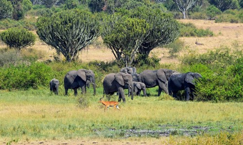 Group of elephants and a ugandan kob seen at the Queen Elizabeth National Park in Uganda