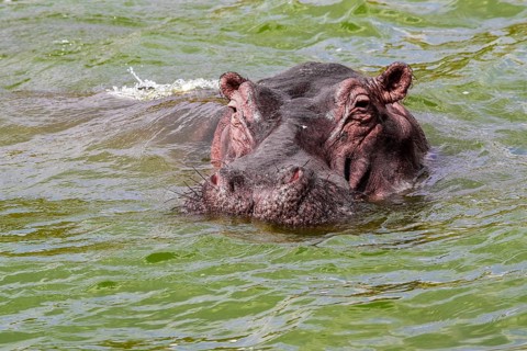 Swimming hippo portrait seen at the Queen Elizabeth National Park in Uganda