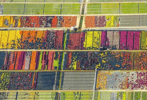 Aerial view, colourful flowers in the horticultural farm In der Hött, shapes and colours, Flehe,