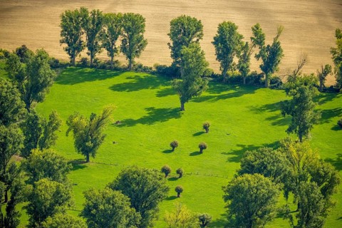 Aerial view, nature reserve Himmelgeister Rheinbogen, meadows and fields and green trees,