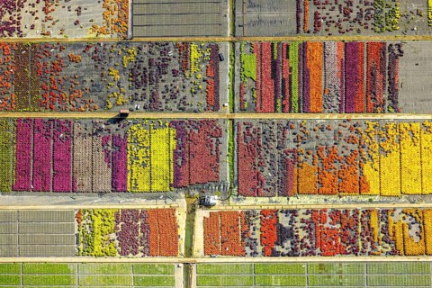 Aerial view, colourful flowers in the horticultural farm In der Hött, shapes and colours, Flehe,