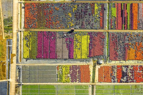 Aerial view, colourful flowers in the horticultural farm In der Hött, shapes and colours, Flehe,