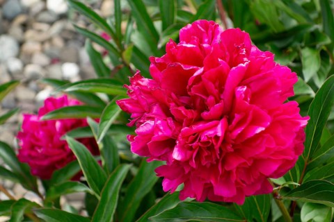 Peony blossoms (Paeonia), lush, fragrant flowers, native garden, Germany