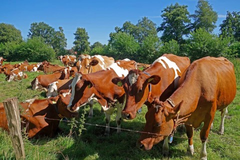 Group of brown cows, pasture, fence, trees, blue sky, East Frisia, Germany