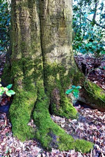 European beech (Fagus sylvatica), overgrown trunk, deciduous tree, Stikelkamper Forest, East