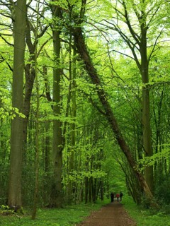 Forest path, walking path, walker, spring, fallen tree, Neuenburg primeval forest, landscape