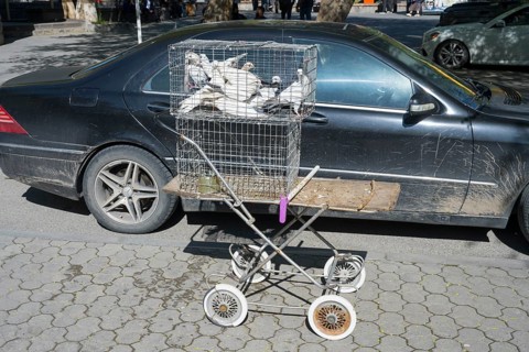 Pigeons in a cage on a converted pram in front of a black car on the street, pigeons for sale,