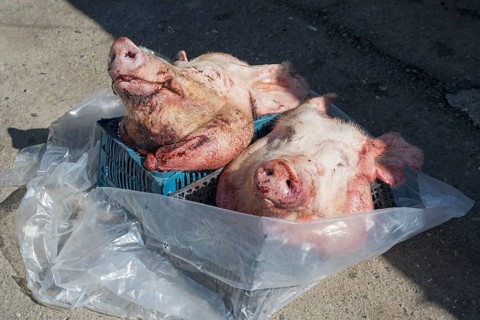 Two raw pig heads lying in the sun in a street market, Gyumri, Gyumri, Gyumri, Shirak province,