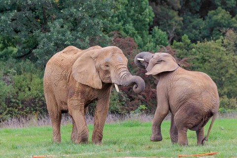 An adult female African elephant (Loxodonta africana) wrestles with her male calf on a meadow at