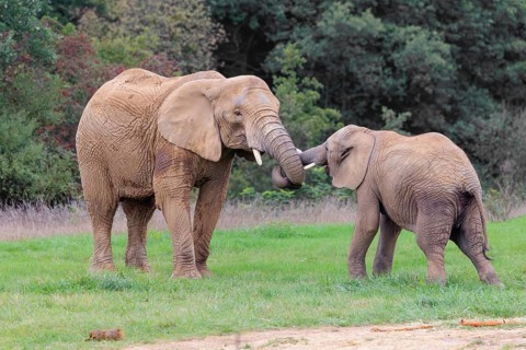An adult female African elephant (Loxodonta africana) wrestles with her male calf on a meadow at