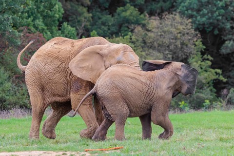 An adult female African elephant (Loxodonta africana) wrestles with her male calf until it falls in