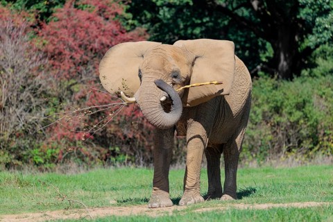 An elephant cow (Loxodonta africana) eats the bark off a branch. A forest can be seen in the