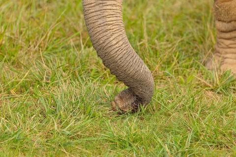 A female elephant (Loxodonta africana) plucks grass with her trunk. Close-up of the trunk.. Captive