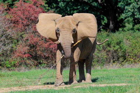An elephant cow (Loxodonta africana) eats the bark off a branch. A forest can be seen in the