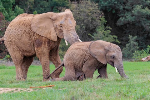 An adult female African elephant (Loxodonta africana) wrestles with her male calf until it falls in
