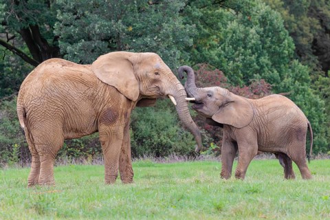 An adult female African elephant (Loxodonta africana) wrestles with her male calf on a meadow at