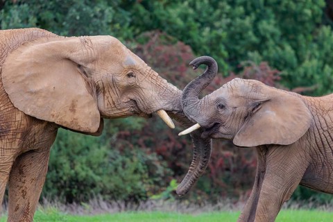An adult female African elephant (Loxodonta africana) wrestles with her male calf on a meadow at