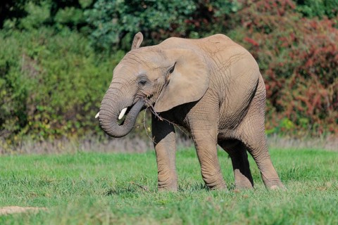 An elephant cow (Loxodonta africana) eats the bark off a branch. A forest can be seen in the