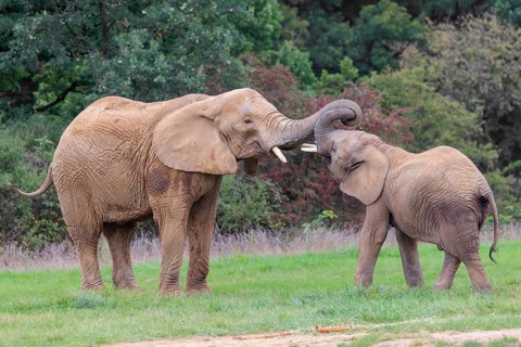 An adult female African elephant (Loxodonta africana) wrestles with her male calf on a meadow at