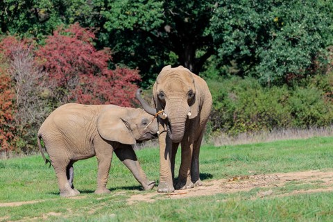 An elephant cow (Loxodonta africana) eating the bark off a branch. Her calf tries to suckle. A