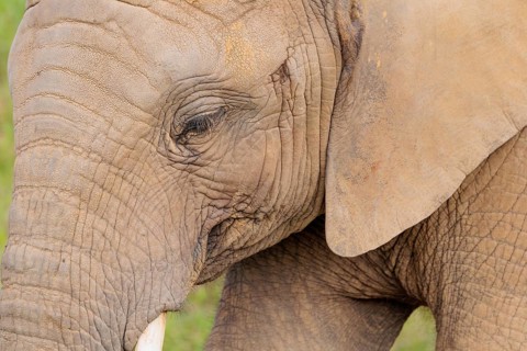 Frontal portrait of a female elephant (Loxodonta africana). Captive