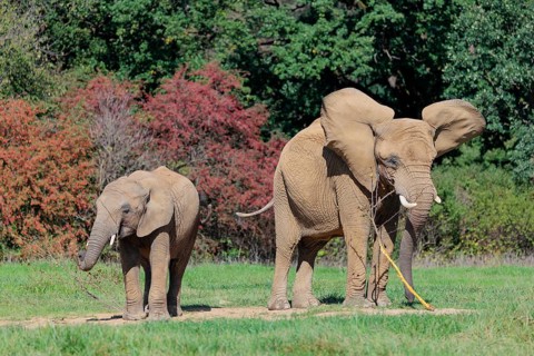 An elephant cow (Loxodonta africana) and her calf eating the bark off a branch. A forest can be