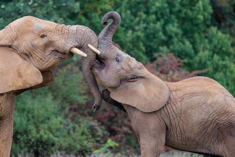 An adult female African elephant (Loxodonta africana) wrestles with her male calf on a meadow at