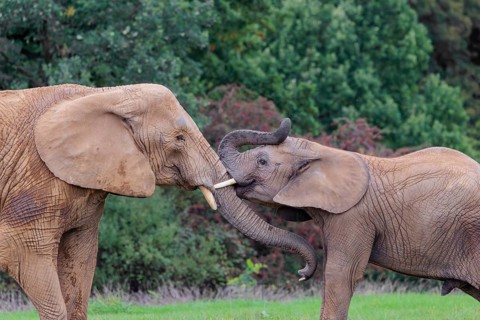 An adult female African elephant (Loxodonta africana) wrestles with her male calf on a meadow at