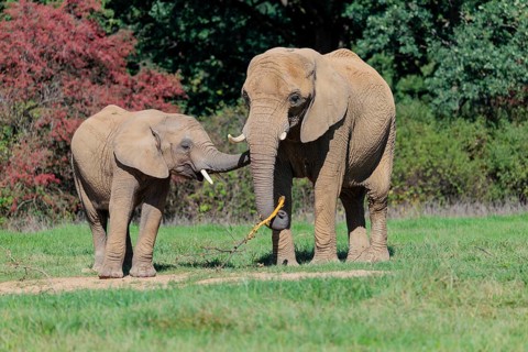 An elephant cow (Loxodonta africana) and her calf eating the bark off a branch. A forest can be