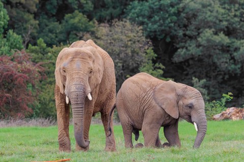An adult female African elephant (Loxodonta africana) wrestles with her male calf until it falls in