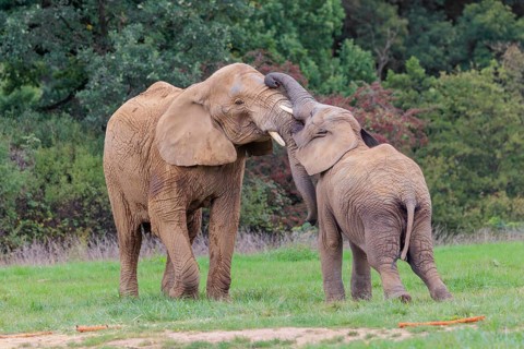 An adult female African elephant (Loxodonta africana) wrestles with her male calf on a meadow at