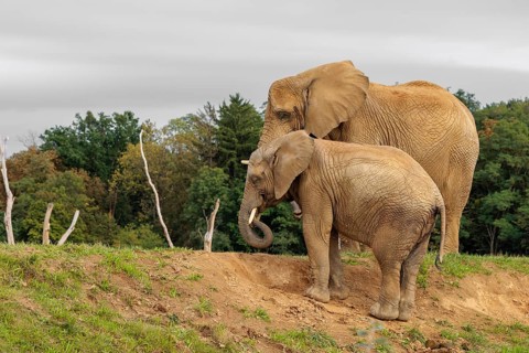 A male elephant calf (Loxodonta africana) digs for minerals with its trunk. Its mother stands