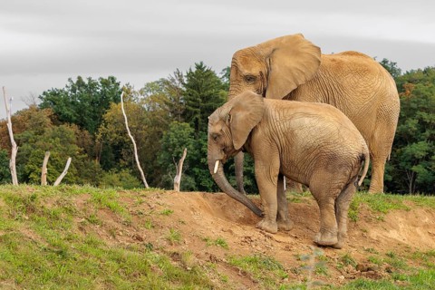 A male elephant calf (Loxodonta africana) digs for minerals with its trunk. Its mother stands