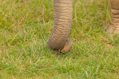 A female elephant (Loxodonta africana) plucks grass with her trunk. Close-up of the trunk.. Captive