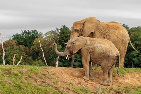A male elephant calf (Loxodonta africana) digs for minerals with its trunk. Its mother stands