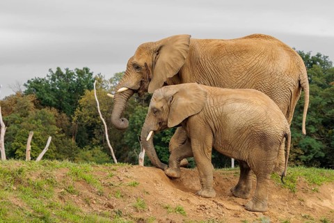 A male elephant calf (Loxodonta africana) digs for minerals with its trunk. Its mother stands