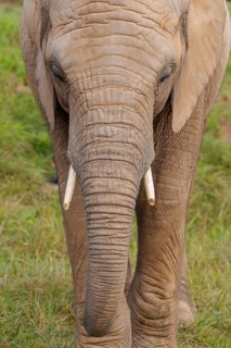 Frontal portrait of a female elephant (Loxodonta africana). Captive