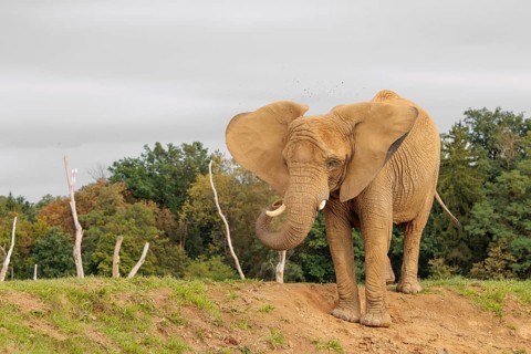 An elephant cow (Loxodonta africana) stands on a hill and throws dust at herself.. Captive