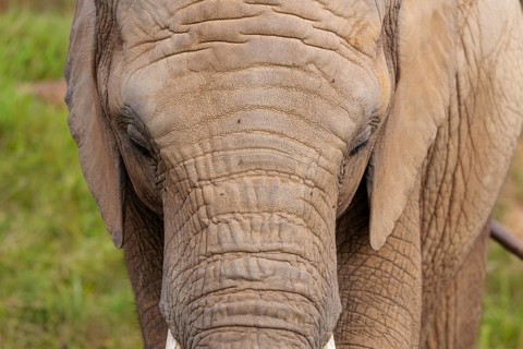 Frontal portrait of a female elephant (Loxodonta africana). Captive