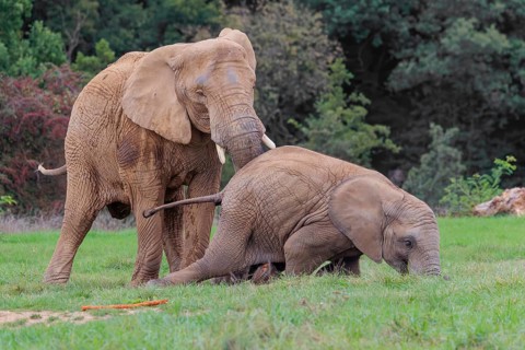 An adult female African elephant (Loxodonta africana) wrestles with her male calf until it falls in