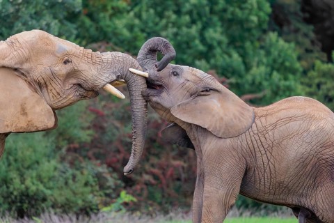 An adult female African elephant (Loxodonta africana) wrestles with her male calf on a meadow at