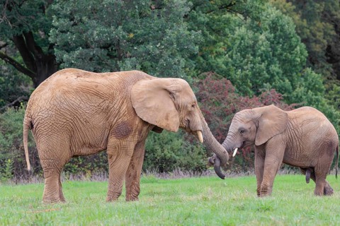 An adult female African elephant (Loxodonta africana) wrestles with her male calf on a meadow at