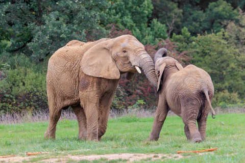 An adult female African elephant (Loxodonta africana) wrestles with her male calf on a meadow at