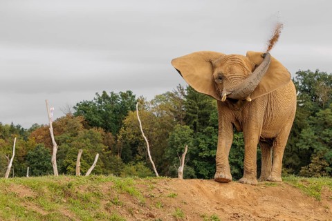 An elephant cow (Loxodonta africana) stands on a hill and throws dust at herself.. Captive